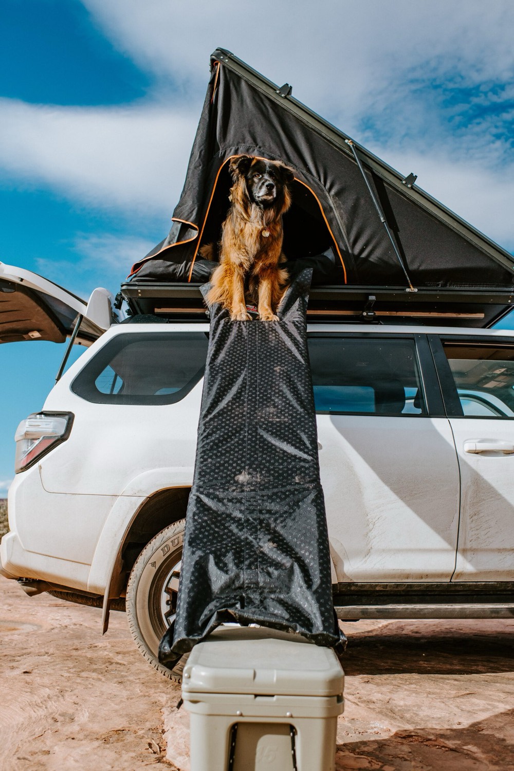 Dog at the top of the DOGGO RTT Ramp on a rooftop tent